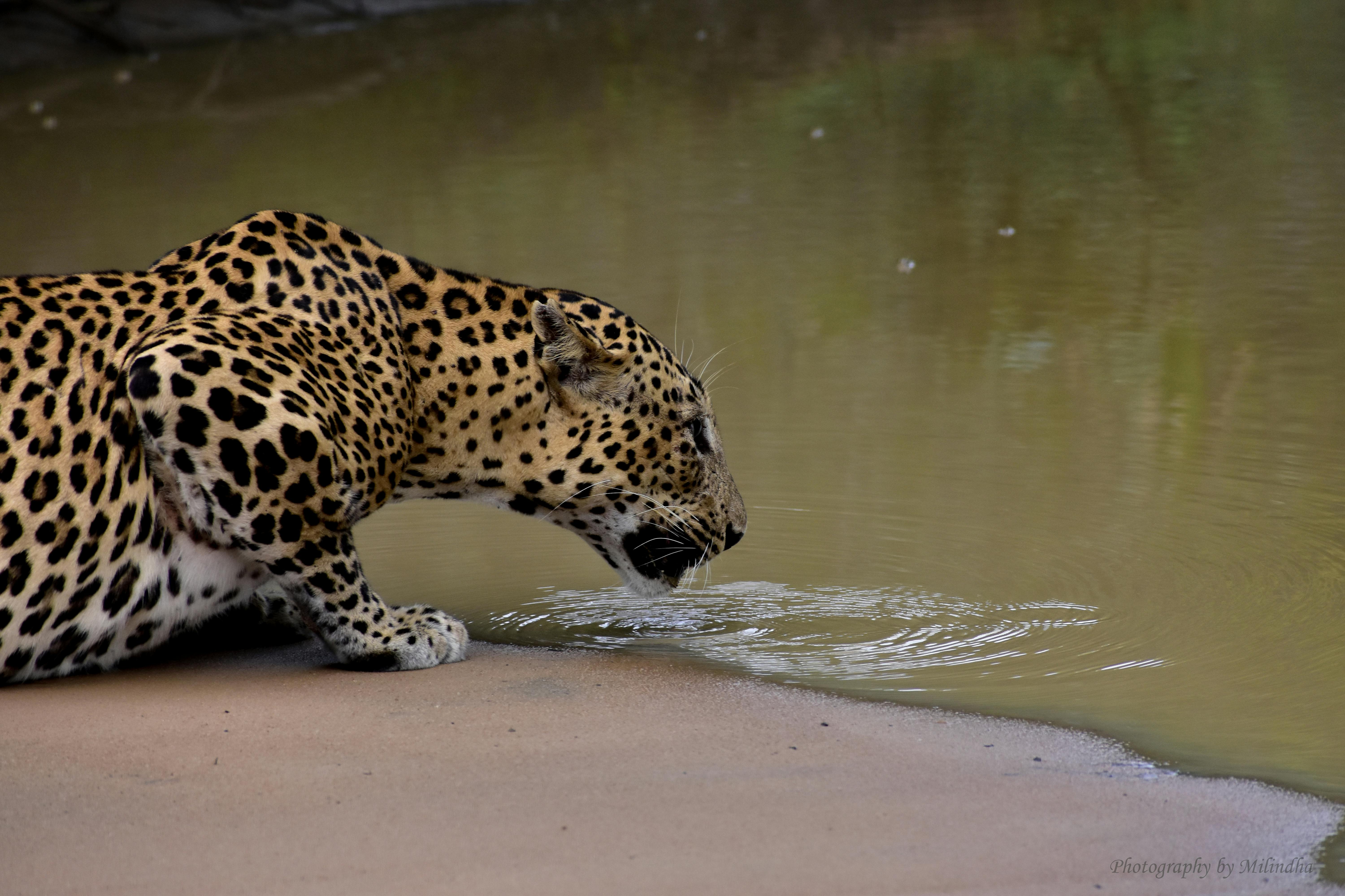 Zanzibar Leopard Sighting Photos, Download The BEST Free Zanzibar ...