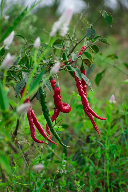 Photo of Red and Green Chili Peppers Hanging from a Plant