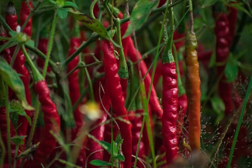 Red Chili Peppers in Close-Up Photography