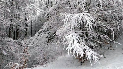 Imagine de stoc gratuită din alb-negru, arbori, codru