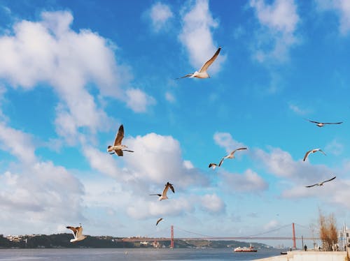 Foto stok gratis 25 de abril bridge, lisboa, Lisbon