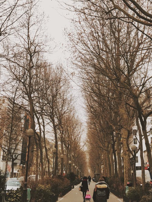 Foto stok gratis manusia, musim dingin, Paris