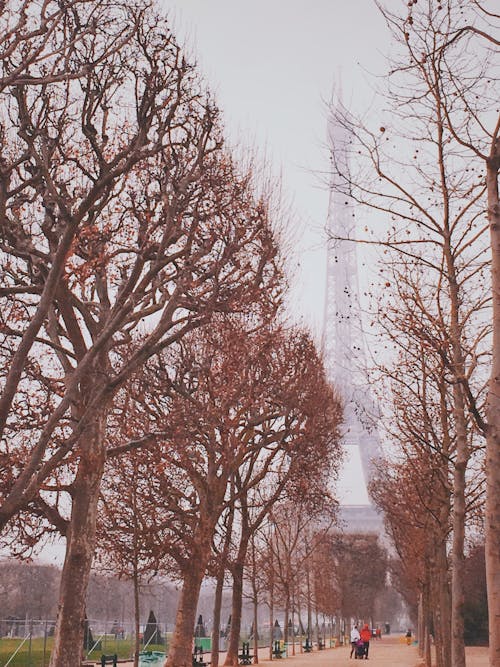 grátis árvores Marrons Foto profissional