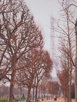 一个寒冷的早晨，在巴黎，埃菲尔铁塔穿过光秃秃树木的迷雾大道