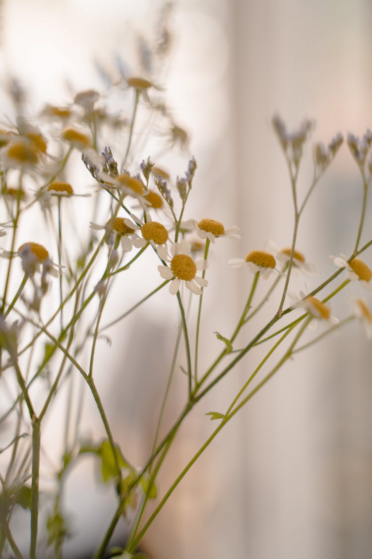 Close Up Of Camomile Flowers