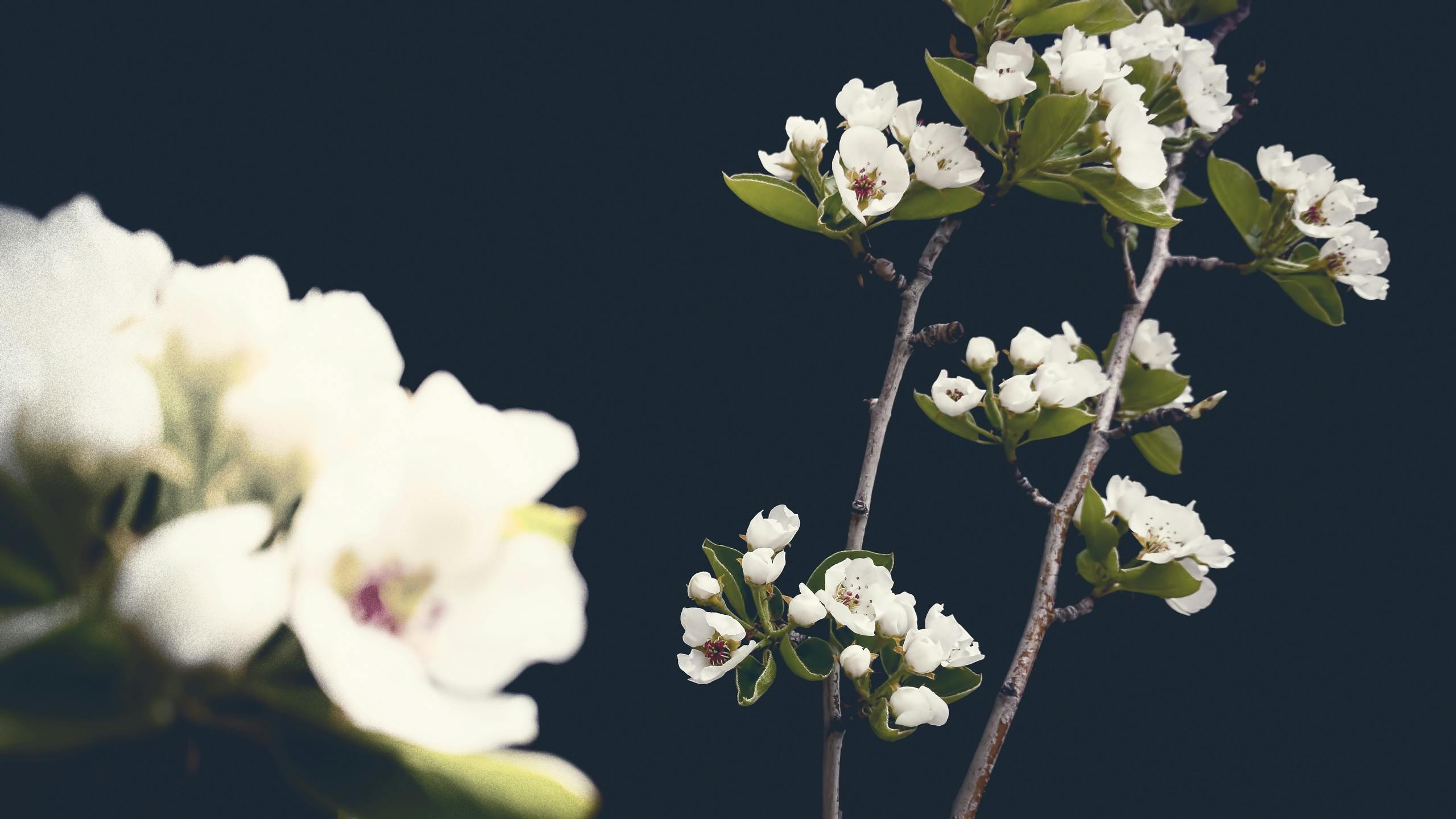 Free stock photo of blossoms, flowers, pear blossoms