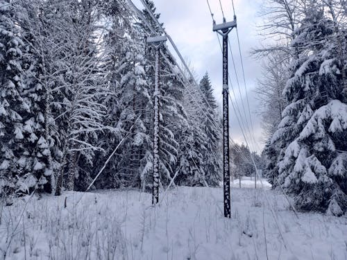 Grayscale Photo of Trees Covered With Snow