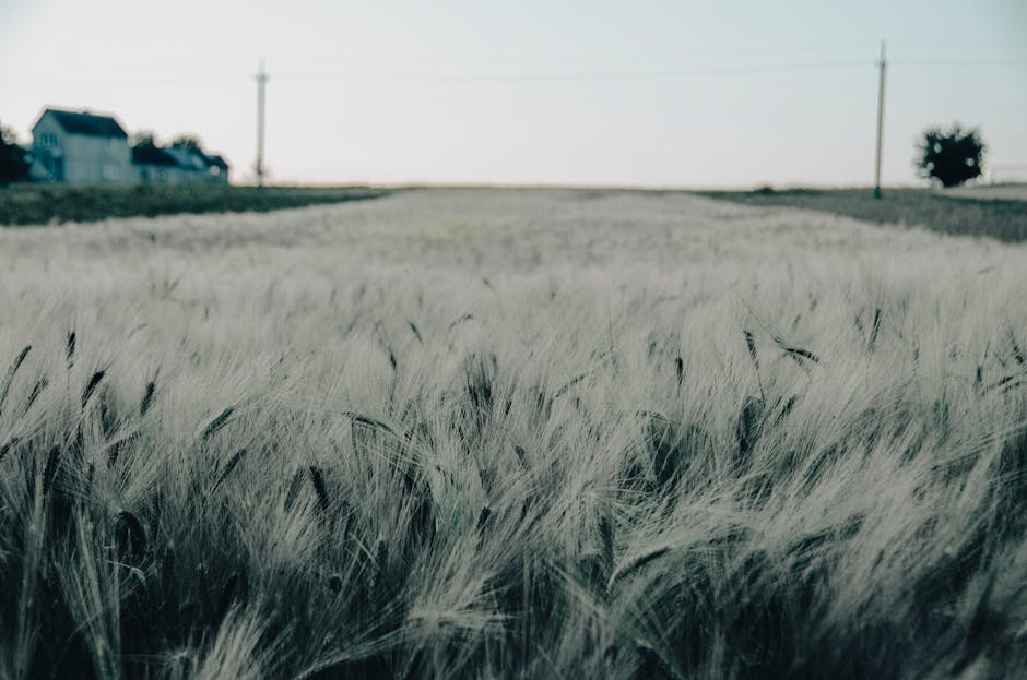 Serene dusk scene of a barley field near a farmhouse in rural Ukraine, perfect for landscapes.