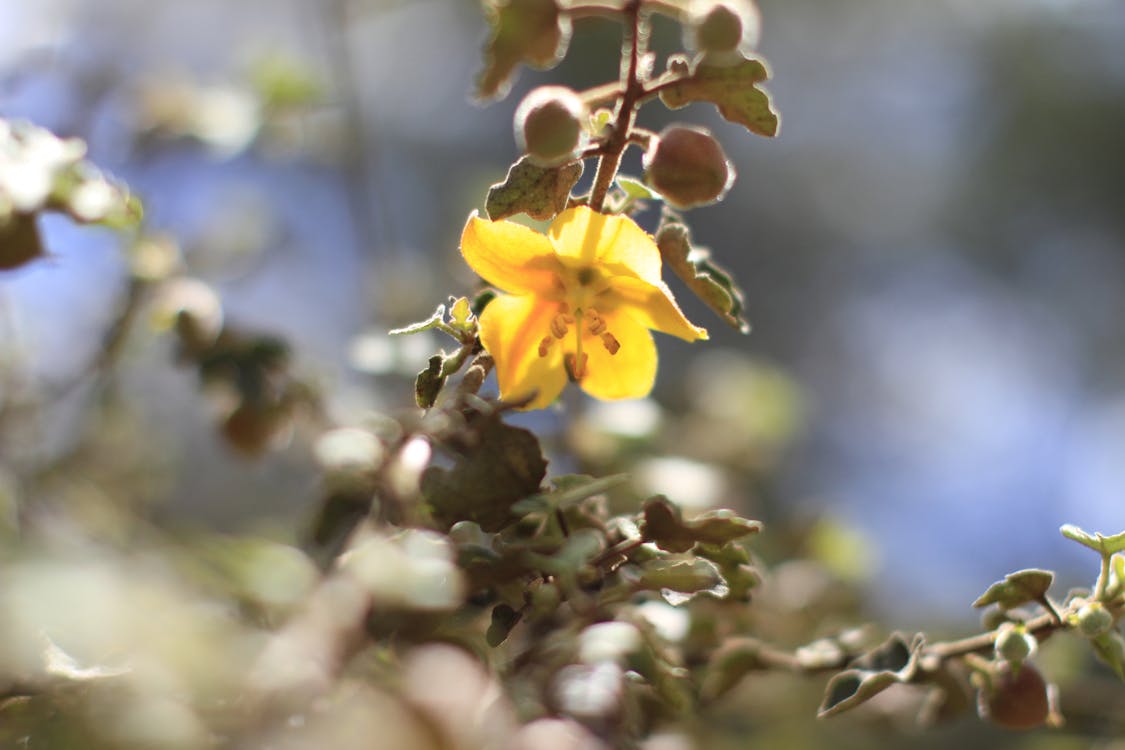 50mm テクスチャ 花の無料の写真素材