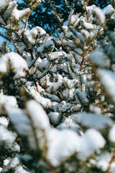 Close-up of snow-covered evergreen branches, capturing the serene beauty of winter in a forest setting.