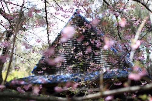Flores De Sakura Rosa Ao Lado Da Casa