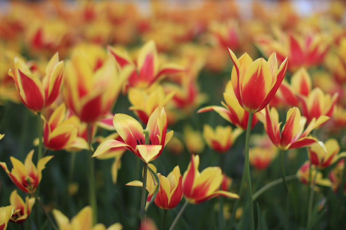 红色和黄色的花场的浅焦点摄影