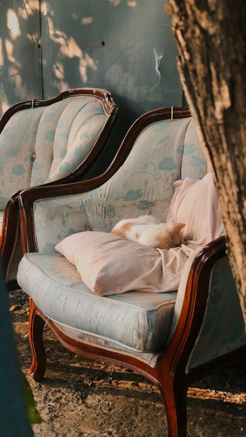 Cat on Pillow on Armchair