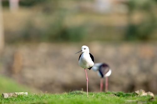 Free Captivating image of a Black-winged Stilt standing in a grassy area, showcasing wildlife beauty. Stock Photo