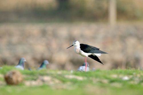 Free Black-winged Stilt bird wading in outdoor wildlife setting Stock Photo