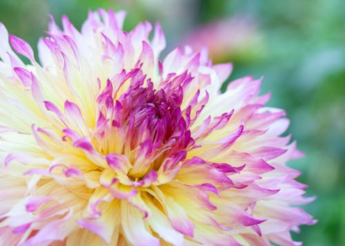 Close-Up Photograph of a Dahlia Flower with White and Purple Petals