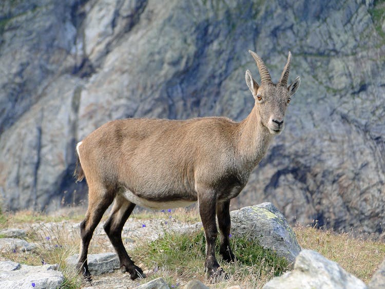 Photograph Of An Ibex With Long Horns