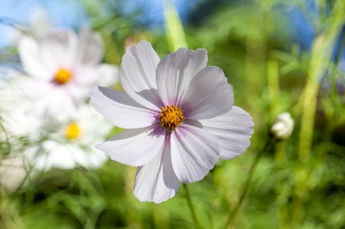 Close-Up Photo of a White Cosmos Flower