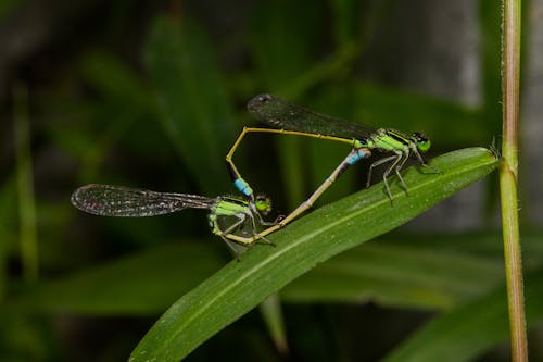 Macro Shot of Damselflies Mating on a Green Leaf