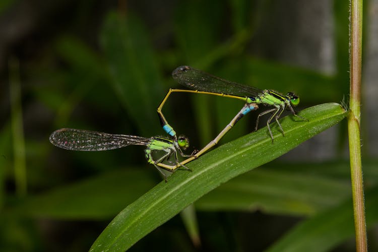 Macro Shot Of Damselflies Mating On A Green Leaf