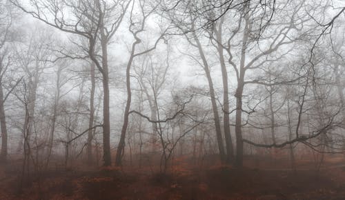 Imagine de stoc gratuită din arbori, cețos, codru