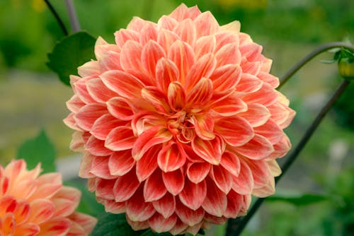 Free Selective Focus Photograph of a Dahlia Flower Stock Photo