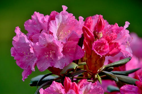 Pink Flowers in Close-Up Photography