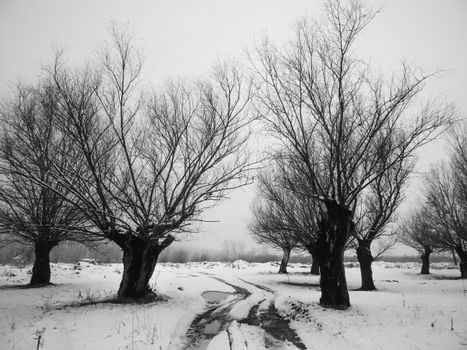 Monochrome winter landscape featuring leafless trees in a snowy field.