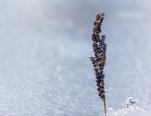 Photo of a Dry Plant in Winter