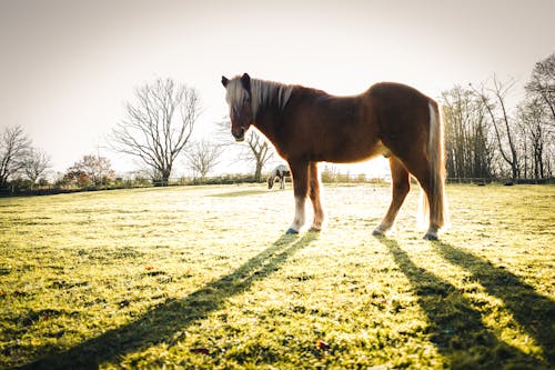 Brown Horse with White Mane on Green Grass Field
