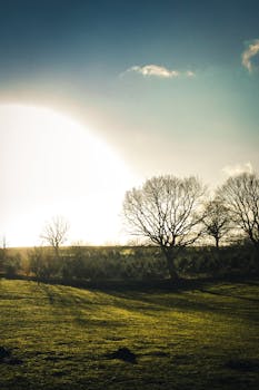 A peaceful countryside scene with leafless trees and a golden sunrise over a grass field.