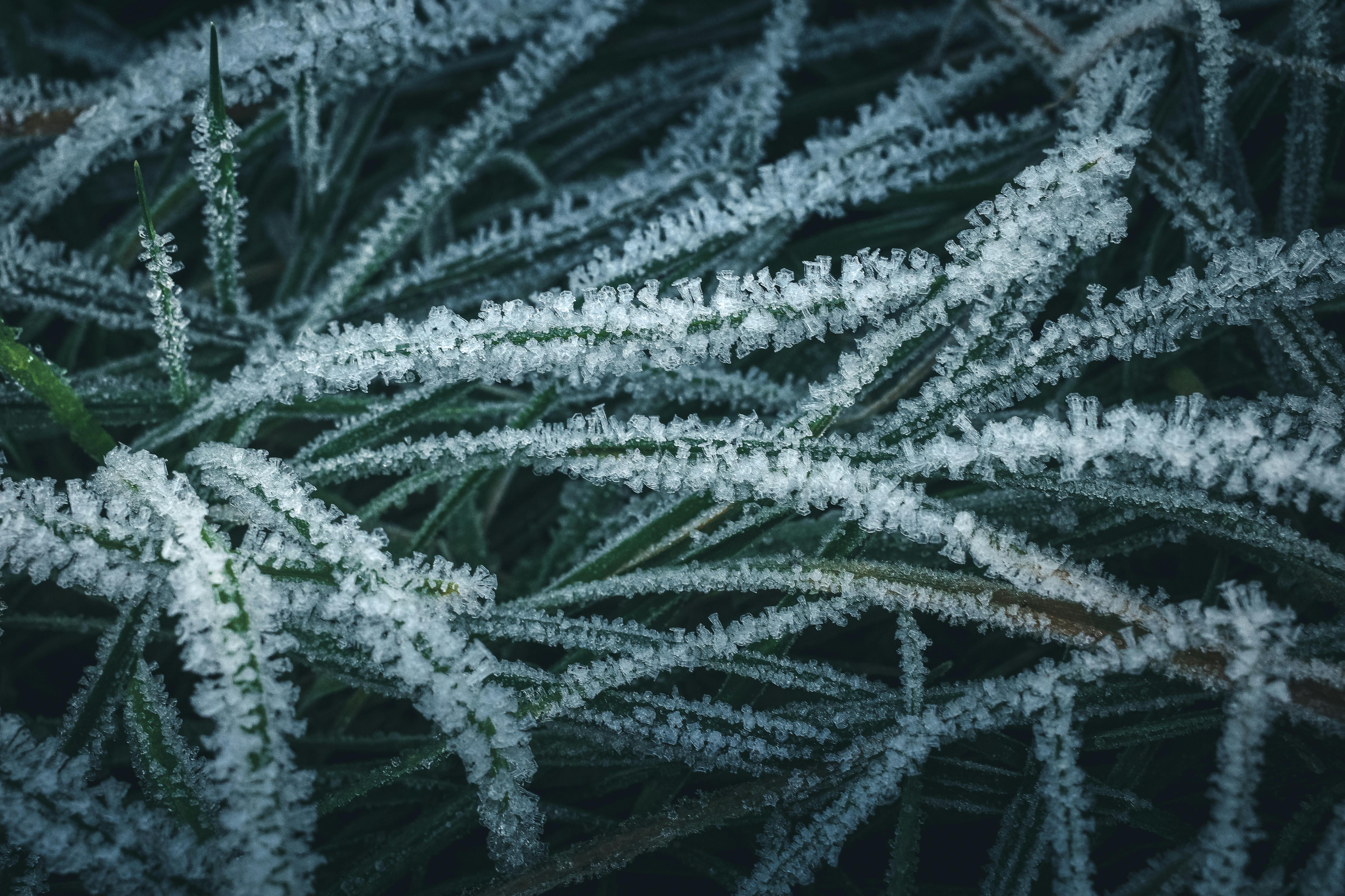 White Crassula enhancing interior design