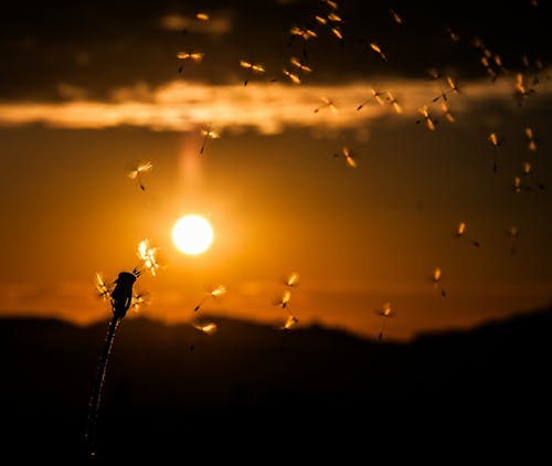 Silhouette of Insects Flying during Sunset