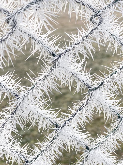 Free A detailed view of frost-covered wire mesh on a cold winter day. Stock Photo