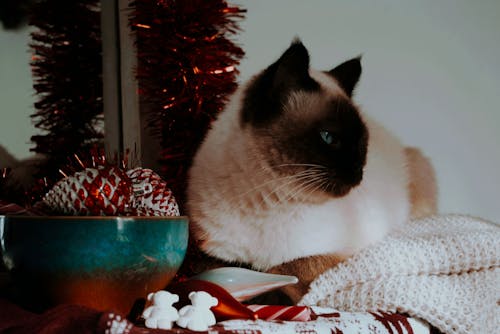 Photos gratuites de animal domestique, chat siamois, décorations de noël