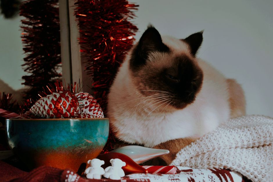 A Siamese cat enjoying a cozy winter setup with Christmas decorations, including red tinsel and baubles.