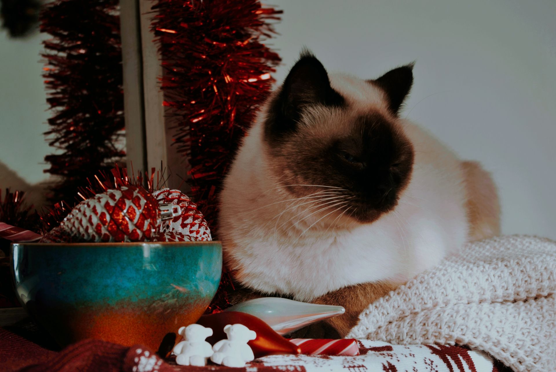 Siamese Cat with Christmas Decoration
