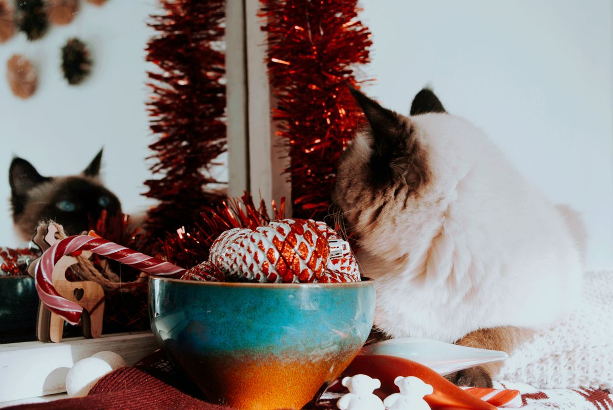 Adorable Birman cat surrounded by holiday decor including candy canes and red tinsel.