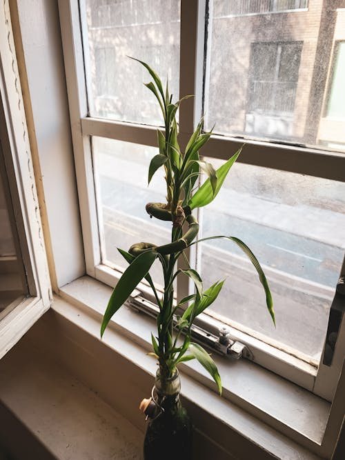 Бесплатное стоковое фото с комнатное растение, счастливый бамбук