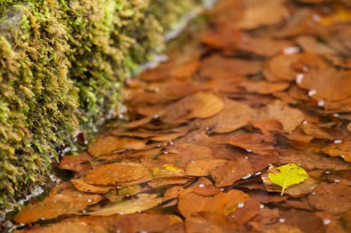 Close up of Brown, Autumn Leaves