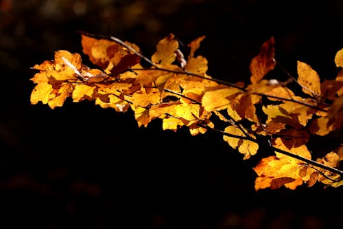 Leaves in Close Up Photography