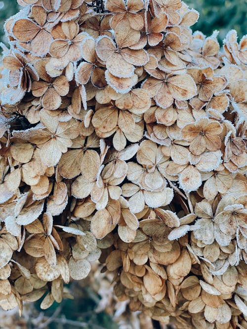 Brown and White Dried Leaves