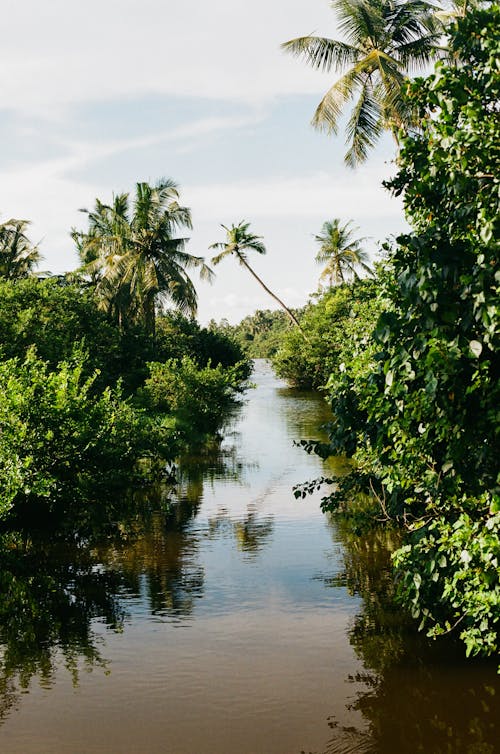 叢林, 垂直拍攝, 棕櫚樹 的 免費圖庫相片