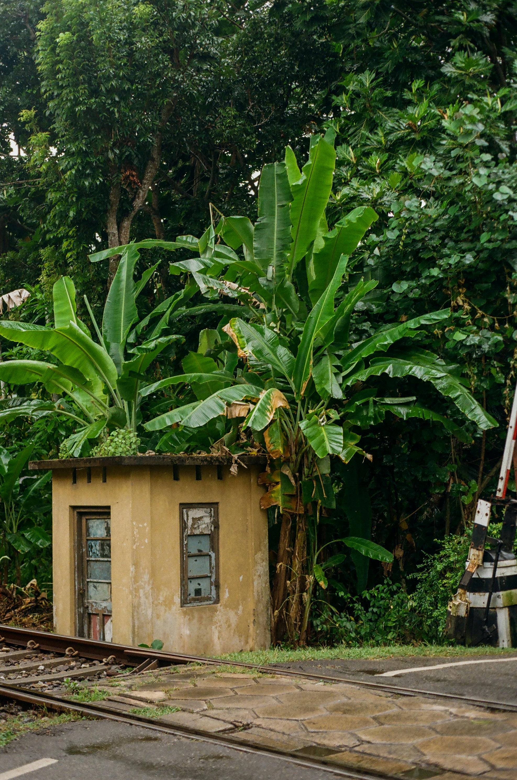 Small rustic hut surrounded by lush jungle foliage alongside railway tracks.