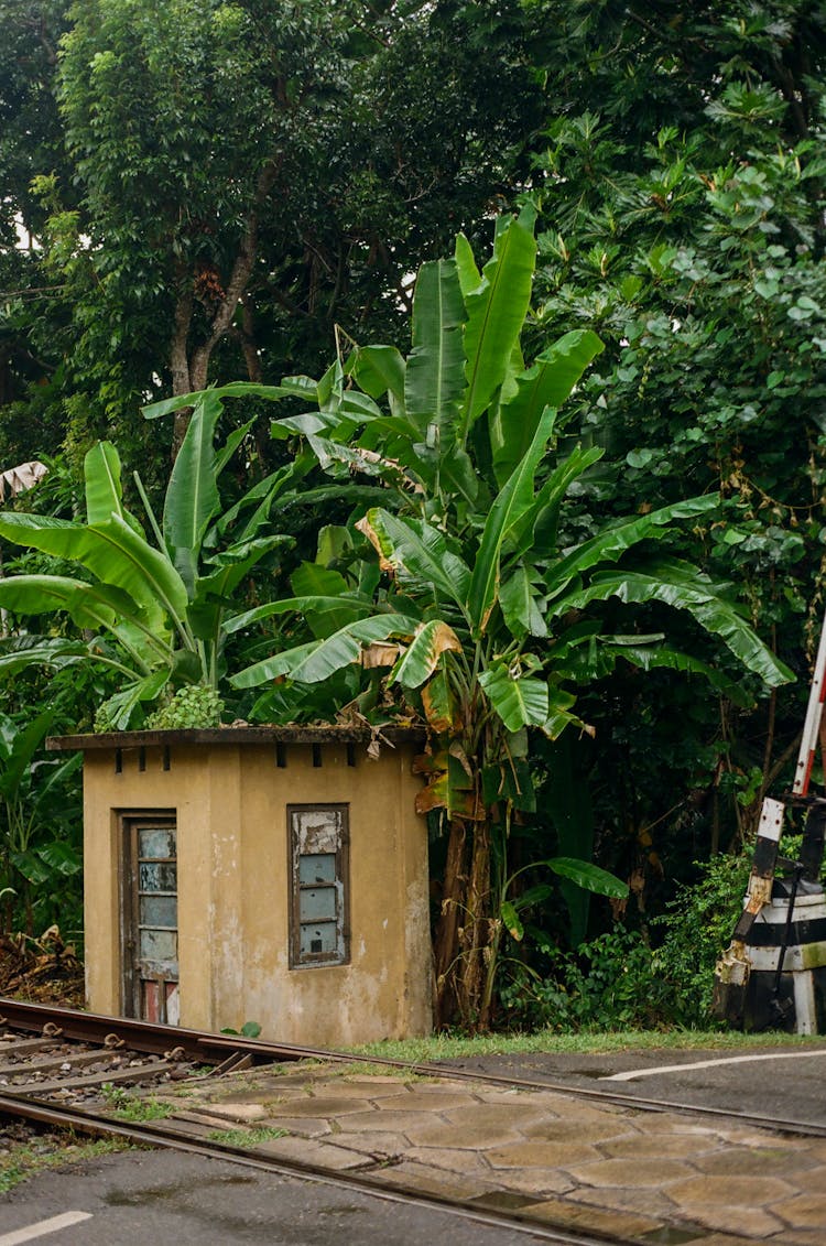 Railway In Jungle