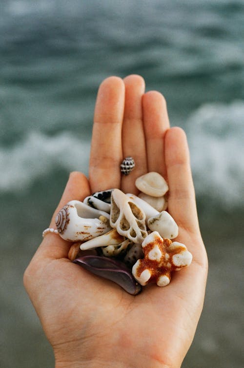 Foto profissional grátis de conchas do mar, fechar-se, foco seletivo