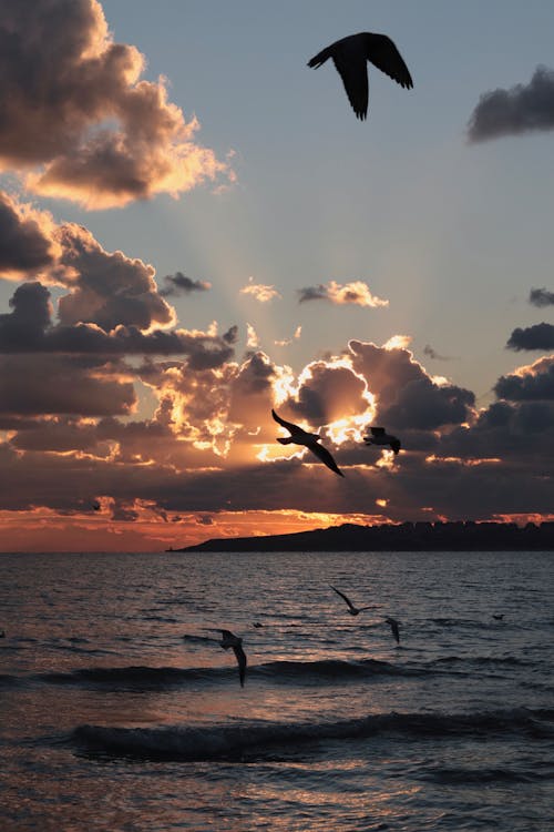 Foto d'estoc gratuïta de alba, mar, natura