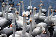 White Swan on Body of Water