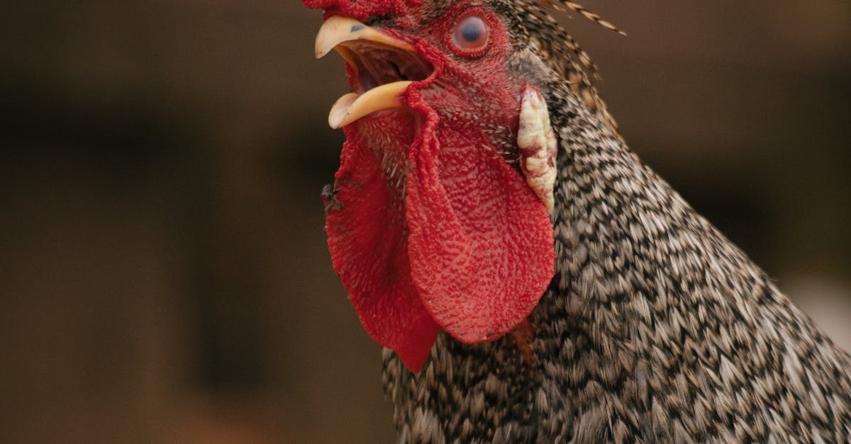 Why is the rooster crow at night