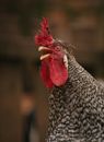 Close-up of Crowing Rooster